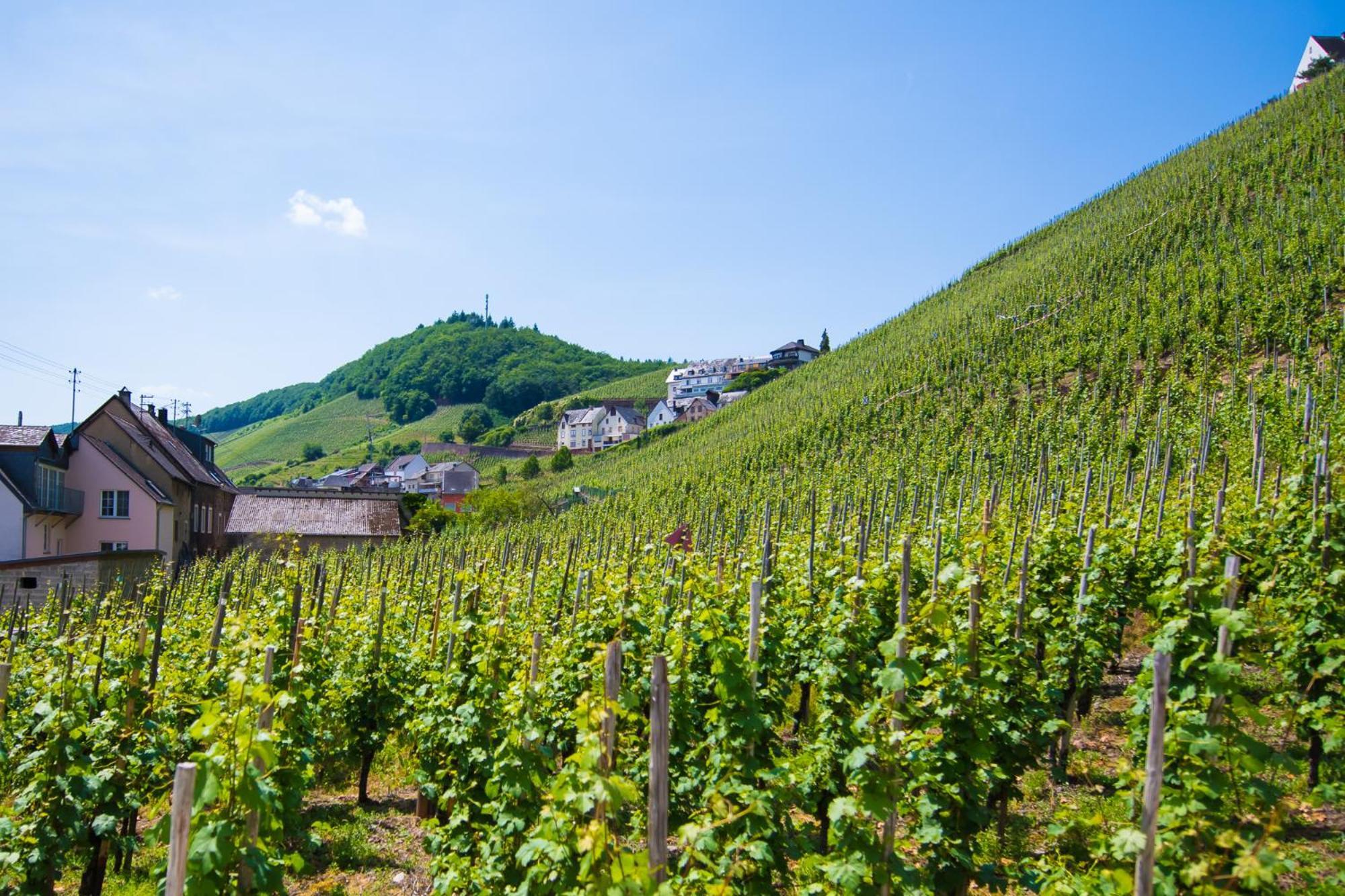 Gaestehaus C.H.Berres Uerzig-Mosel Номер фото